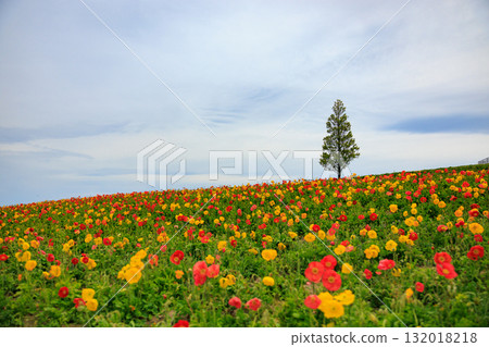 【兵庫縣】淡路島：淡路花園罌粟花盛開 132018218
