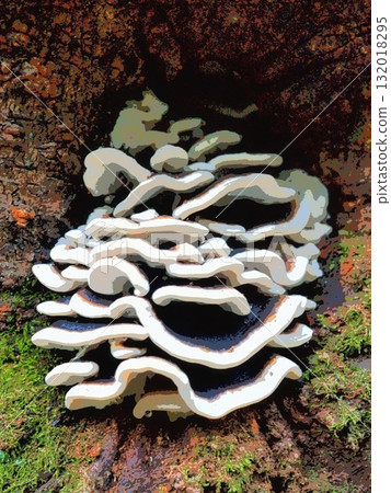 邊緣為白色的黑色蘑菇，密集生長在樹幹的空洞中（20251008061457） 132018295