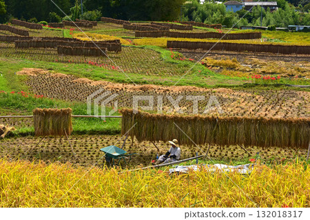 Terasaka Rice Terraces in Autumn, Chichibu County, Saitama Prefecture 132018317
