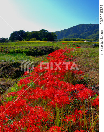京都府木津川市國之宮遺址附近的人行道上盛開的石蒜花 132018321