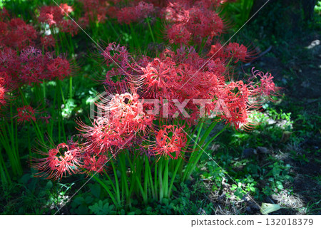 箕澤紅花石蒜公園 2025-9-27 #11 132018379