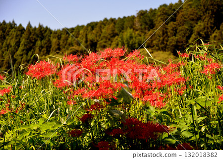 箕澤紅花石蒜公園 2025-9-27 #14 箕澤紅花石蒜公園 2025-9-27 #14 132018382