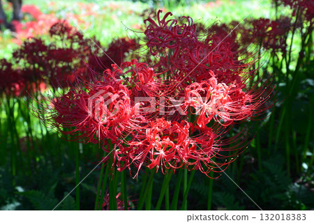 Minozawa Red Spider Lily Park 2025-9-27 #15 Minozawa Red Spider Lily Park 2025-9-27 #15 132018383