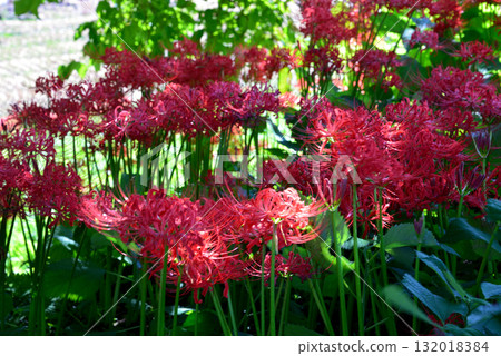 箕澤紅花石蒜公園 2025-9-27 #16 箕澤紅花石蒜公園 2025-9-27 #16 132018384