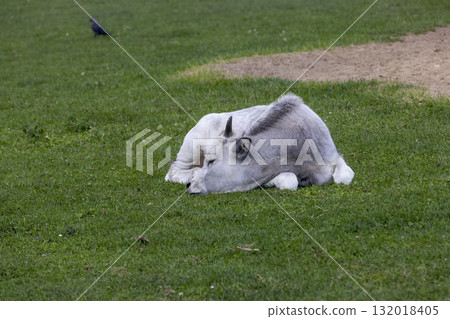 a large gray bull with small horns on its head, a large bull with gray fur and small horns living in an open enclosure at the zoo, the bull lies on the grass 132018405