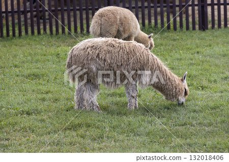 two alpacas grazing on the territory of an open zoo while eating juicy green grass in the summer season, two adult alpacas eat fresh green grass on the territory of the park 132018406