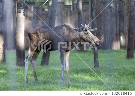 a young moose has lush green grass on the territory of a large zoo, a large aviary with trees and grass in the forest for wild animals a young moose has lush green grass on the territory of a large zoo, a large aviary with trees and grass in the forest for wild animals 132018410