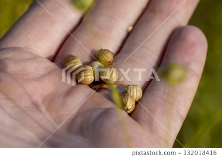 spherical boxes with flax seeds in a field before harvesting seeds and making fiber in a person's palm, a monoculture field with a flax crop on a man's hand, flax for making food and fabrics 132018416