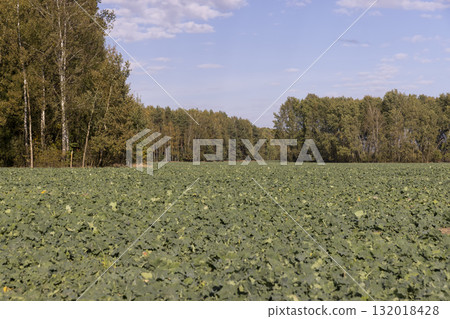 field with green shoots of cabbage and other plants to ensure the improvement and enrichment of the soil, green fast-growing plants to improve soil quality and obtain a high yield 132018428