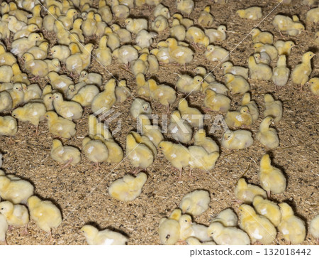 a large number of meat-breed chickens at a poultry farm, small broiler chickens on sawdust from pine wood at a large poultry farm a large number of meat-breed chickens at a poultry farm, small broiler chickens on sawdust from pine wood at a large poultry farm 132018442