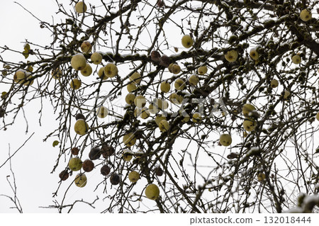 ripe yellow pears hanging on the branches of a pear tree in the winter season in cloudy weather, pear tree without foliage but with yellow pears covered with snow in the winter season ripe yellow pears hanging on the branches of a pear tree in the winter season in cloudy weather, pear tree without foliage but with yellow pears covered with snow in the winter season 132018444