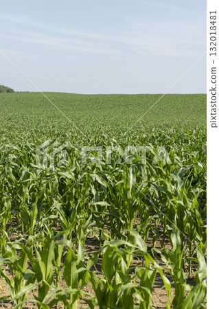 growing corn in the middle of summer in sunny weather, tall green corn in a monoculture field in the summer, used for feeding in animal husbandry growing corn in the middle of summer in sunny weather, tall green corn in a monoculture field in the summer, used for feeding in animal husbandry 132018481