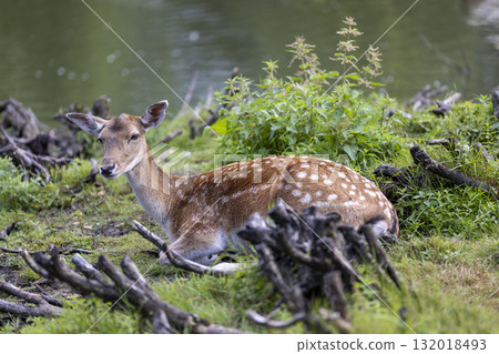 one deer lies in the green grass on the territory of the zoo in a large open enclosure, a lone spotted deer while relaxing on the green juicy grass in summer sunny weather 132018493