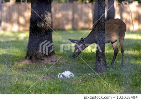 A deer and a white rabbit in the green grass in the park, a deer studies a white rabbit sitting in the grass A deer and a white rabbit in the green grass in the park, a deer studies a white rabbit sitting in the grass 132018494