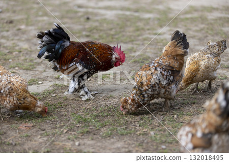 small young chickens with colorful plumage in the park, colorful chickens in search of food on the territory with trampled grass small young chickens with colorful plumage in the park, colorful chickens in search of food on the territory with trampled grass 132018495