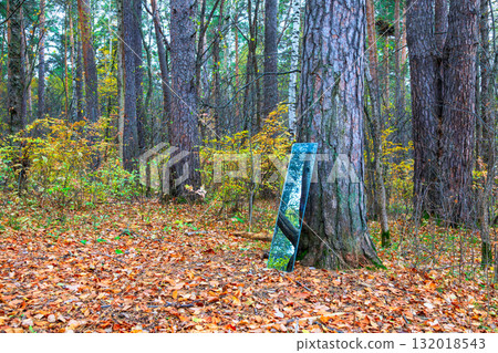 old tree and mirror in autumn forest with fallen leaves and tree trunks old tree and mirror in autumn forest with fallen leaves and tree trunks 132018543
