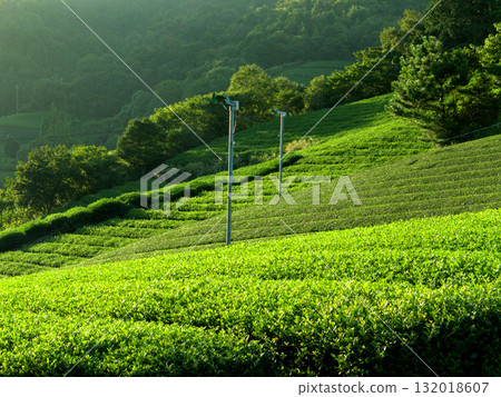 Ishidera tea plantations in Wazuka Town, Kyoto's major tea producing region 132018607