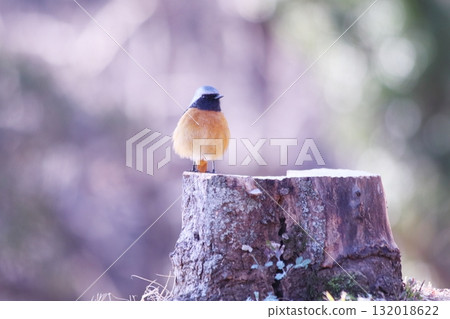 棲息在樹樁上的達里安紅尾蜥 132018622