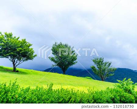 A striking tree standing on a green hill 132018730
