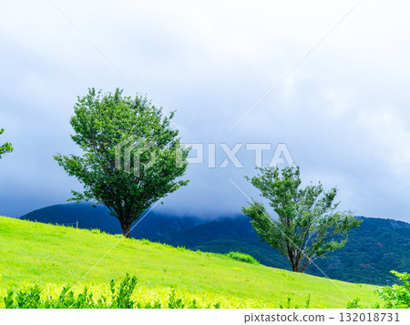 A striking tree standing on a green hill A striking tree standing on a green hill 132018731