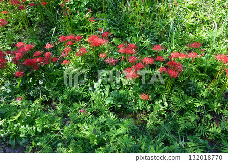 箕澤紅花石竹公園 2025-9-27 #26 132018770