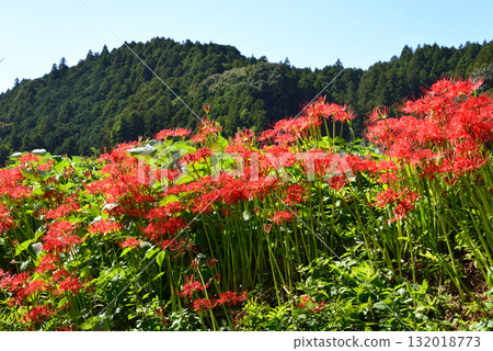 Minozawa Red Spider Lily Park 2025-9-27 #29 Minozawa Red Spider Lily Park 2025-9-27 #29 132018773