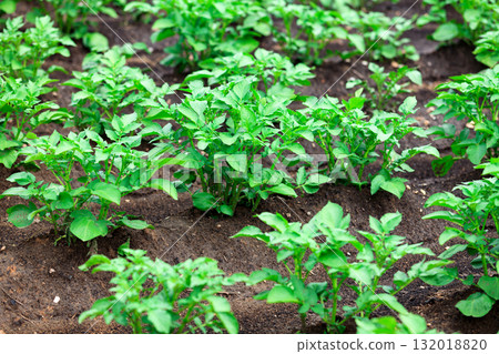 Closeup shot of potato field 132018820