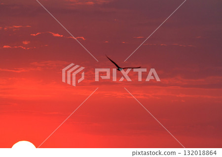Sunset and a bird Sunset and a bird 132018864
