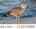 Young European herring gull, closeup shot 132018866