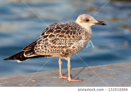 Young European herring gull, closeup shot Young European herring gull, closeup shot 132018866