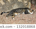 Cat sleeps on the ground 132018868