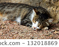 Cat sleeps on the ground 132018869