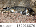Cat sleeps on the ground 132018870