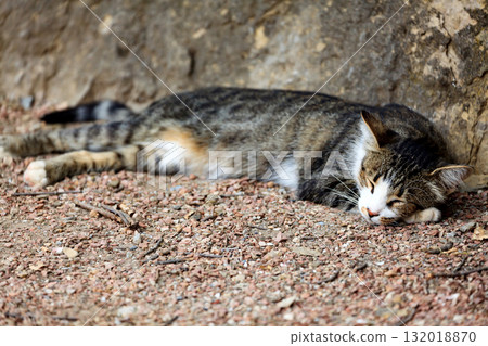 Cat sleeps on the ground 132018870