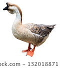 Big adult goose isolated on white background 132018871