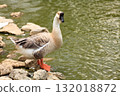 Big goose stands by the pond 132018872