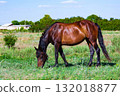Adult horse on a pasture 132018877