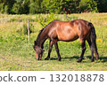 Adult horse on a pasture 132018878