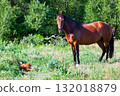 Adult mother horse with her foal on a pasture 132018879
