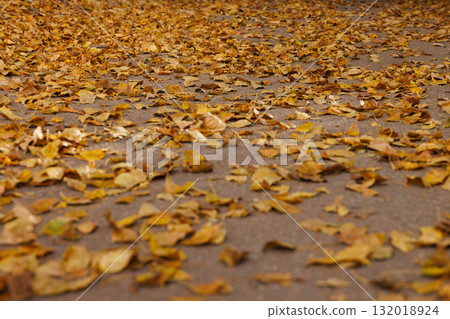 Yellow autumn leaves scattered on asphalt road surface, close-up view Yellow autumn leaves scattered on asphalt road surface, close-up view 132018924