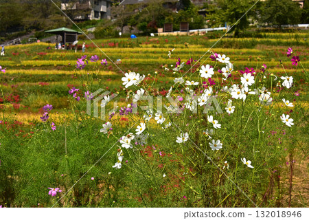 秋日的寺坂梯田,埼玉縣秩父縣 秋日的寺坂梯田,埼玉縣秩父縣 132018946