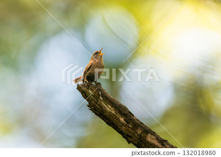 一隻鷦鷯在樹頂唱歌 132018980