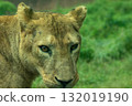 young lioness 132019190