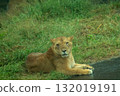 Female lion 132019191