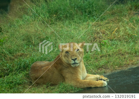 Female lion Female lion 132019191