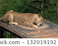 Female lion biting bones 132019192