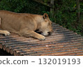 Lion gnawing on a bone 2 132019193