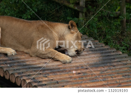 Lion gnawing on a bone 2 Lion gnawing on a bone 2 132019193