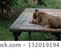 Female lion lying down 132019194