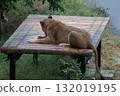 Lion gnawing on a bone 3 132019195